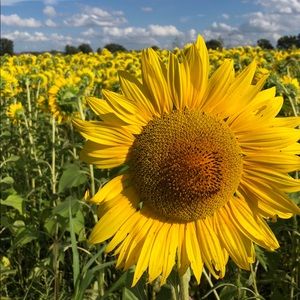 Meet your Posher, Ami